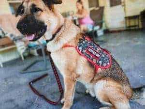 Belgian Malinois wearing a Stranger things service dog vest by the Atomic Hound