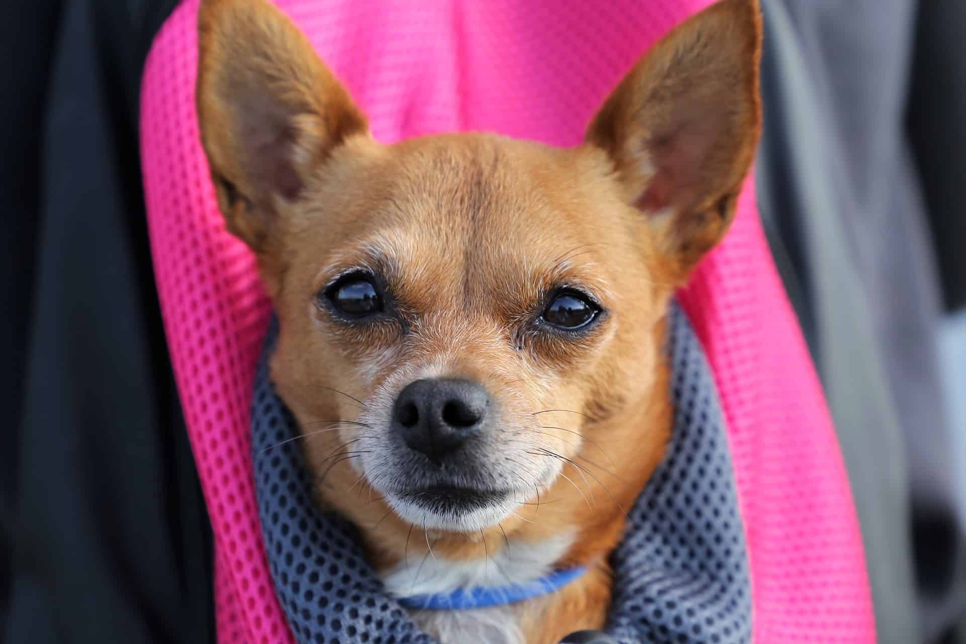 Small tan and white dog with brown eyes sits in a pink cloth carrier looking at the camera