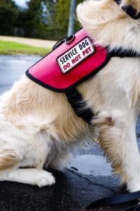 Golden retriever wearing a red and black vest with a service dog do not patch