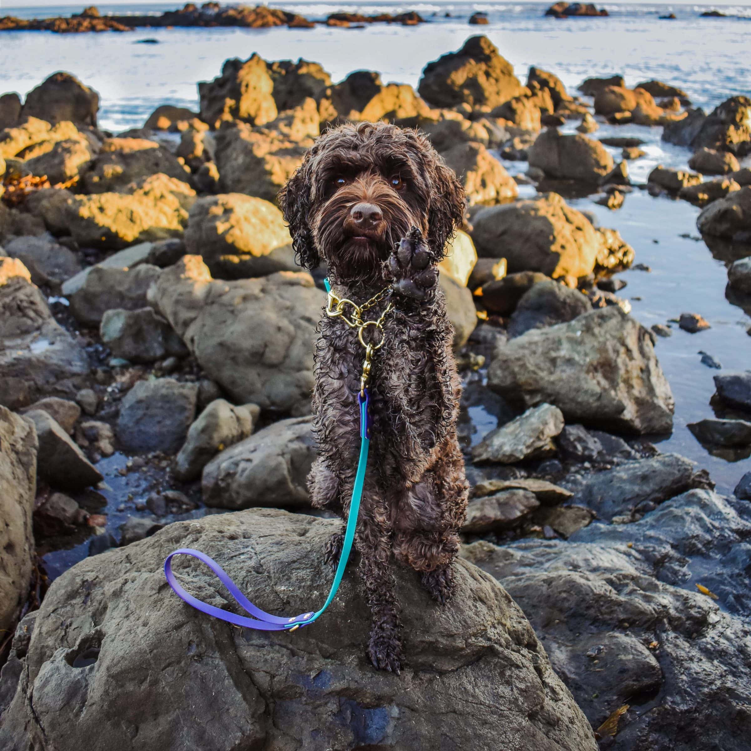 Labradoodle at ocean wearing waterproof biothane martingale and dog leash