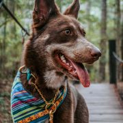 Border Collie wearing classic martingale biothane waterproof dog collar