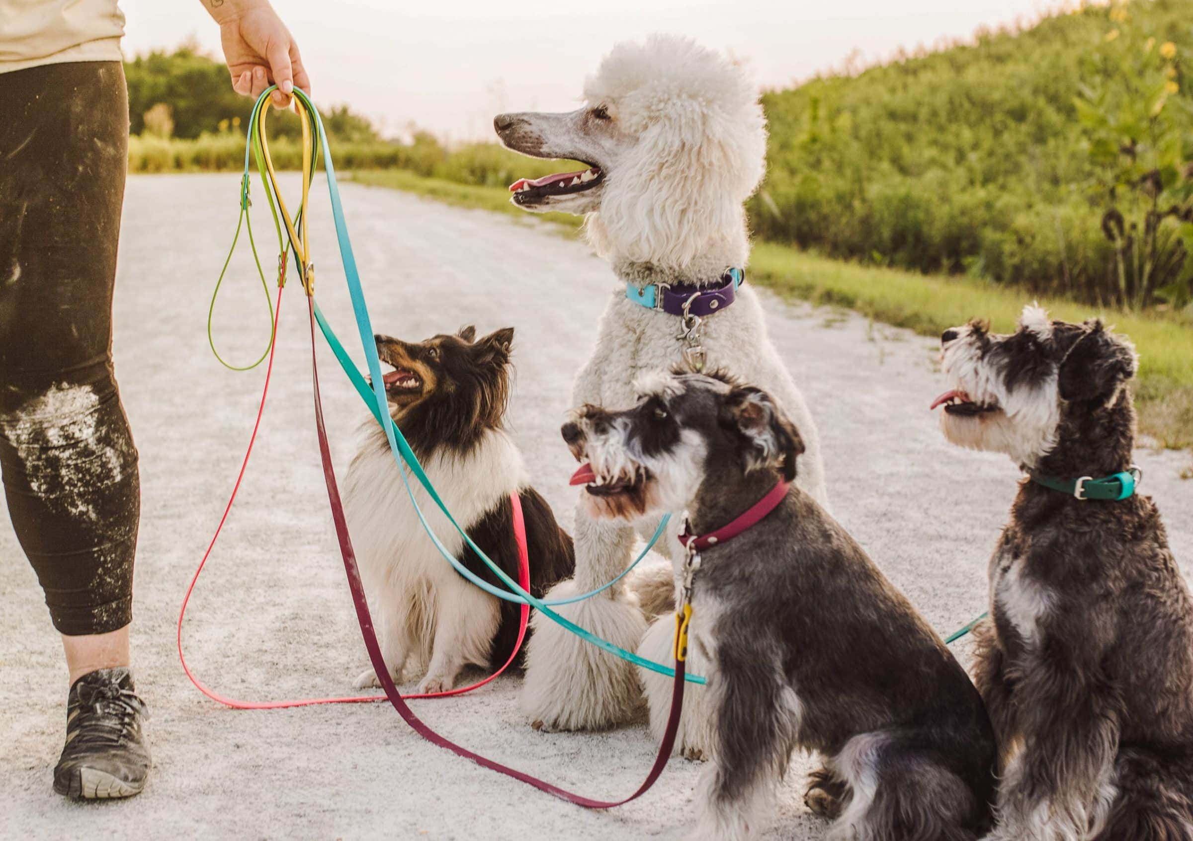 Dogs with waterproof biothane standard leashes