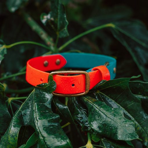 Waterproof Orange and Turquoise Biothane Dog Collar Brass in the leaves