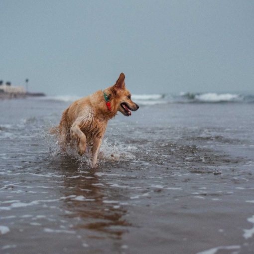 Golden retriever wearing waterproof orange biothane dog collar ocean
