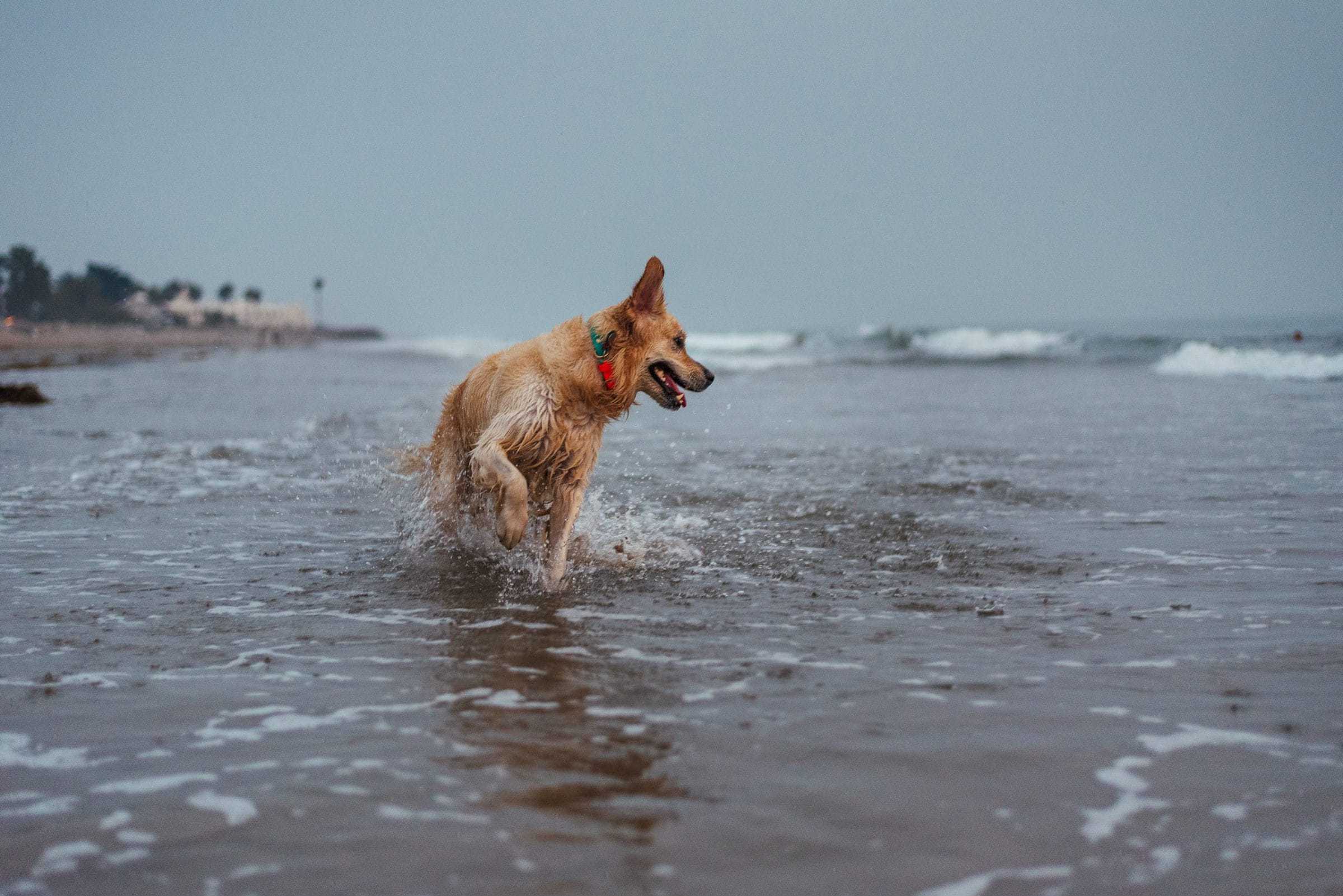 Golden retriever wearing waterproof orange biothane dog collar ocean