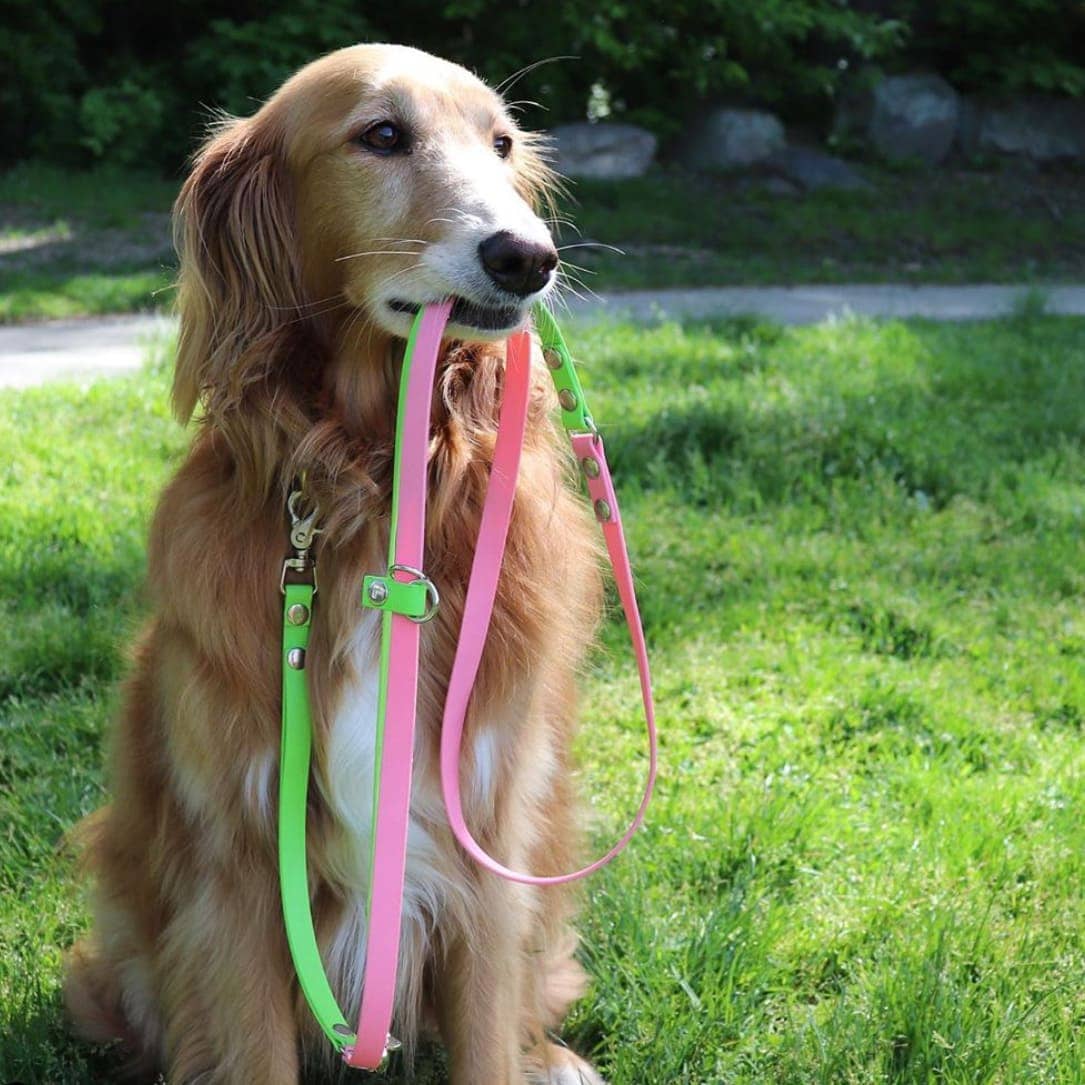 Hertzko Hands-Free Weather Resistant Dog Leash 