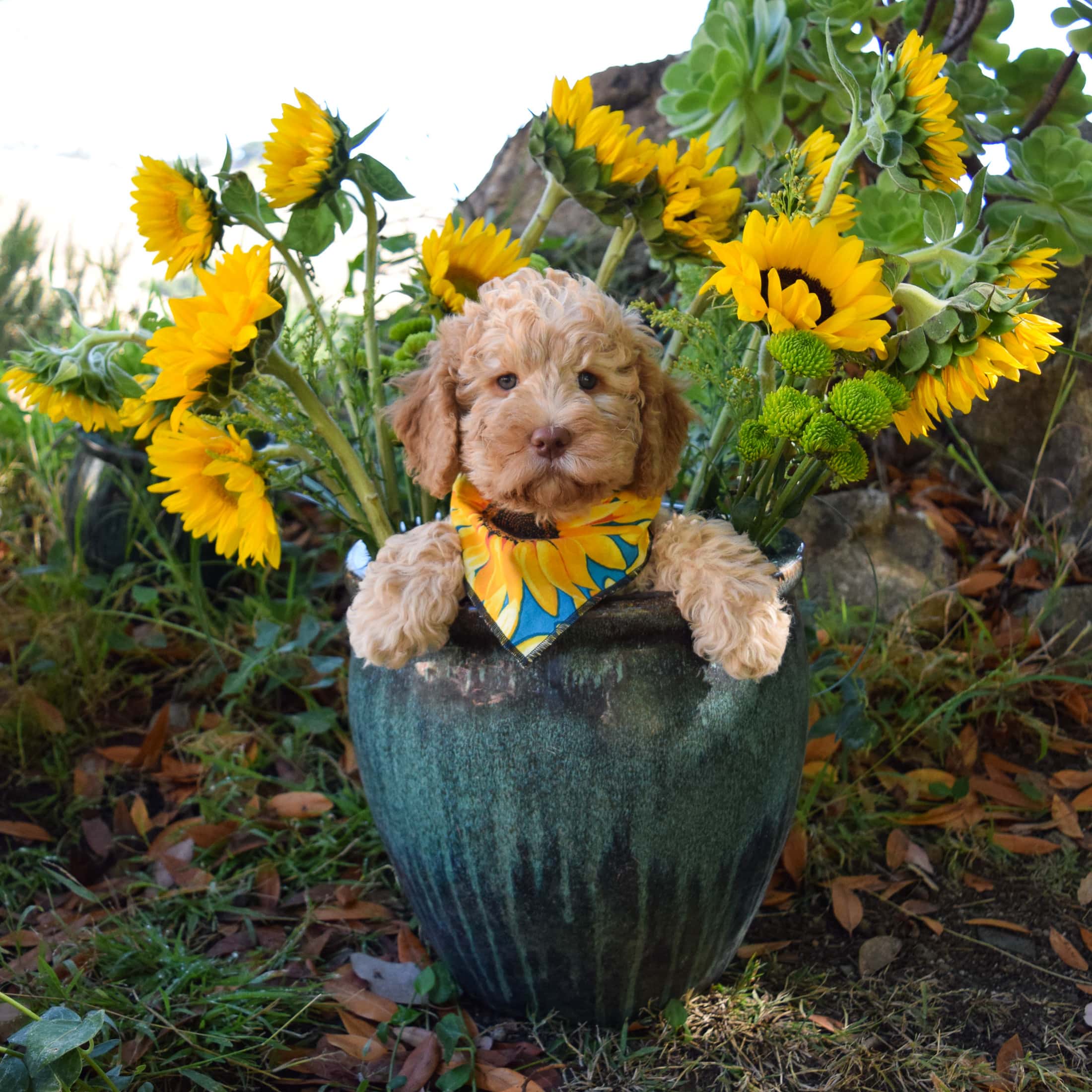 MOLLYMADE Sunflower Dog Bandanna
