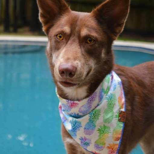 Brown Dog Rainbow pineapple dog bandana in front of pool