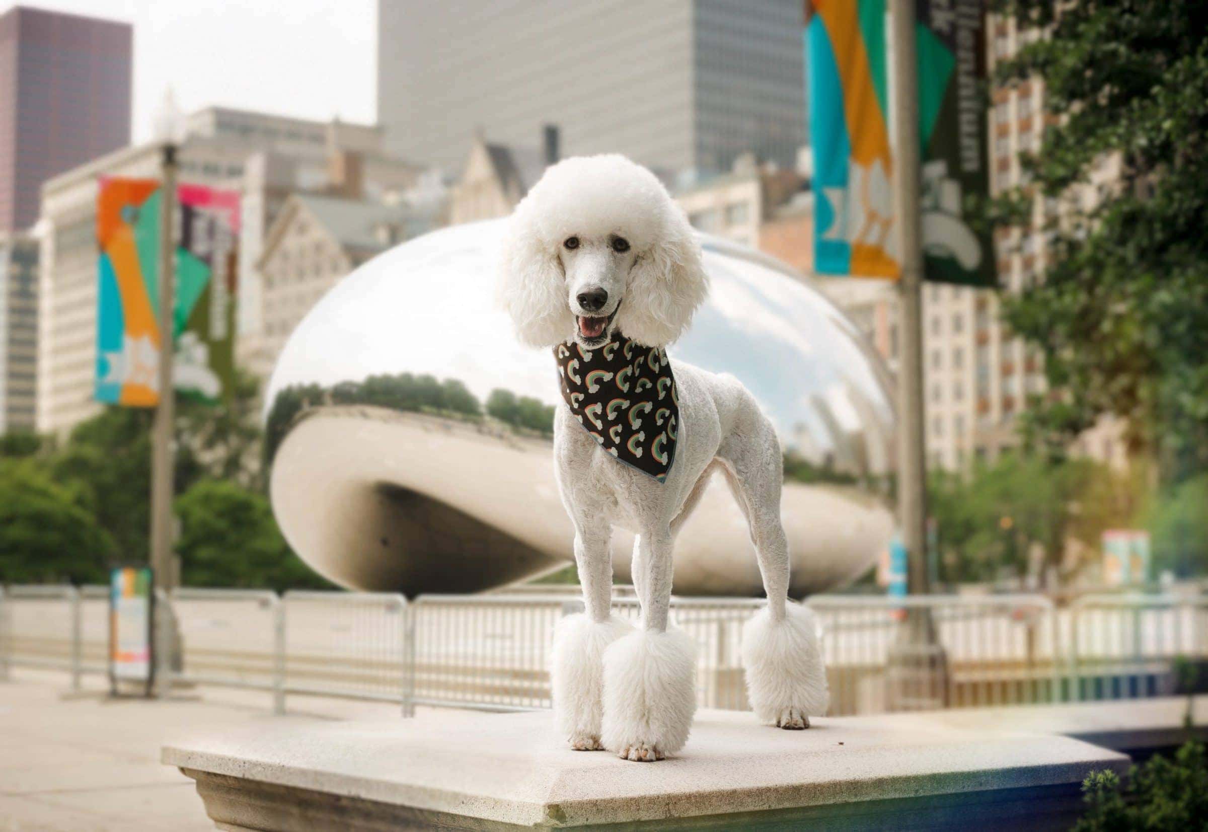 White poodle rainbow dog bandana Chicago