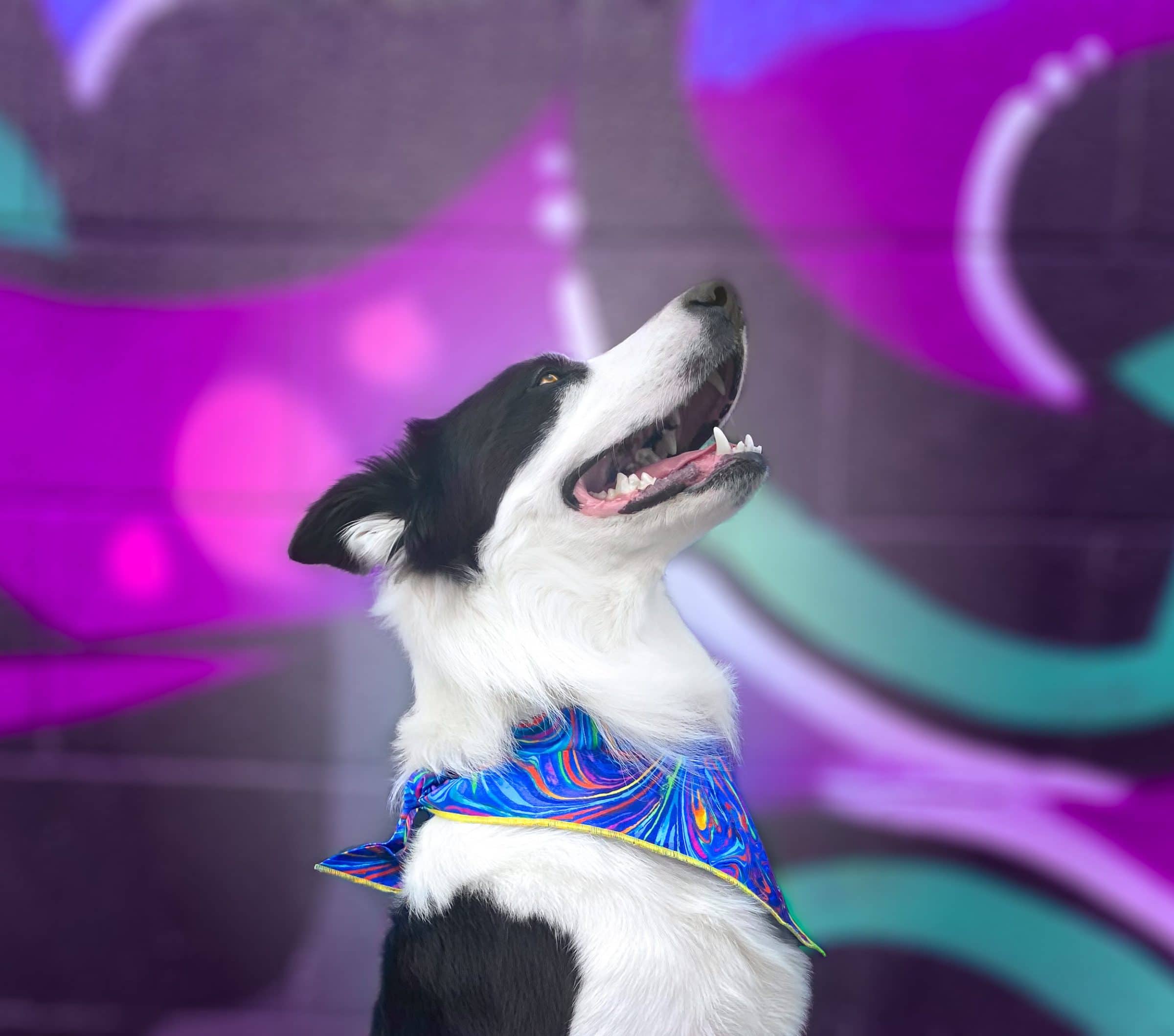 Border Collie wearing a rainbow dog bandana in front of bright mural art wall