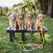 Labradoodle puppies biothane slip dog leash
