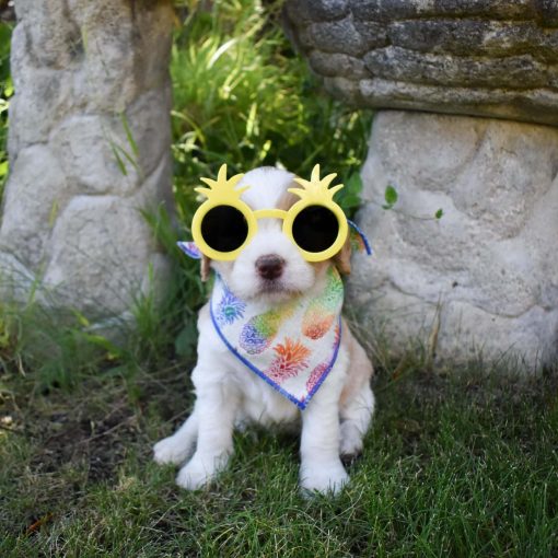 Labradoodle puppy wearing a Pineapple Dog Bandana