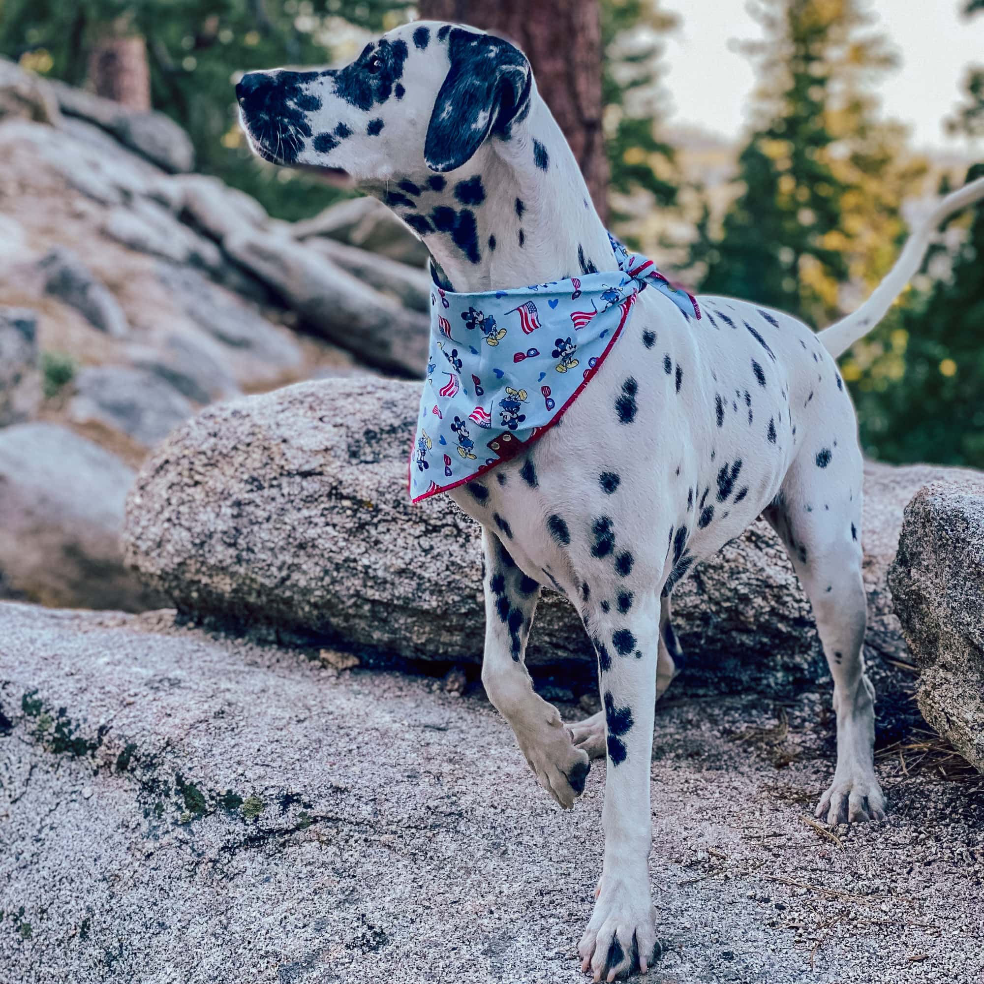Dalmation wearing a patriotic 4th of July dog bandana