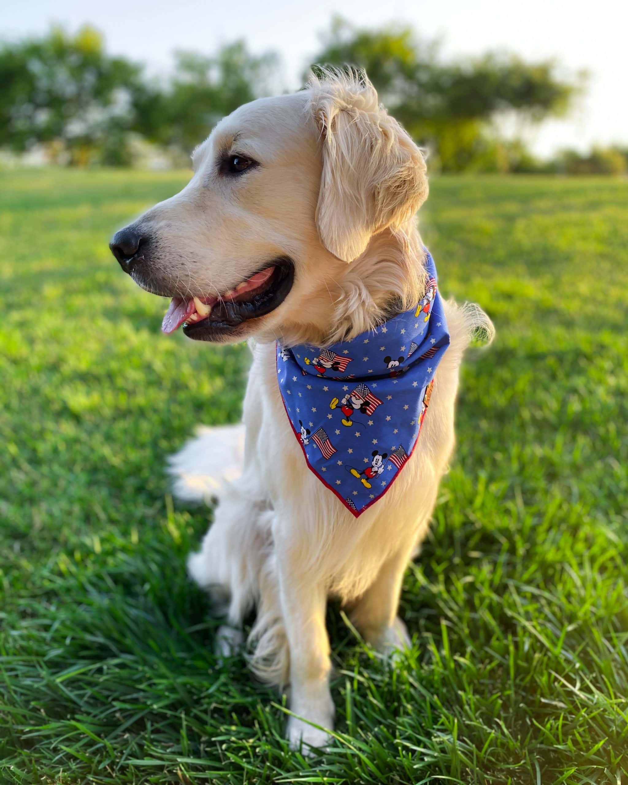 Golden Retriever wearing a patriotic 4th of july blue dog bandana