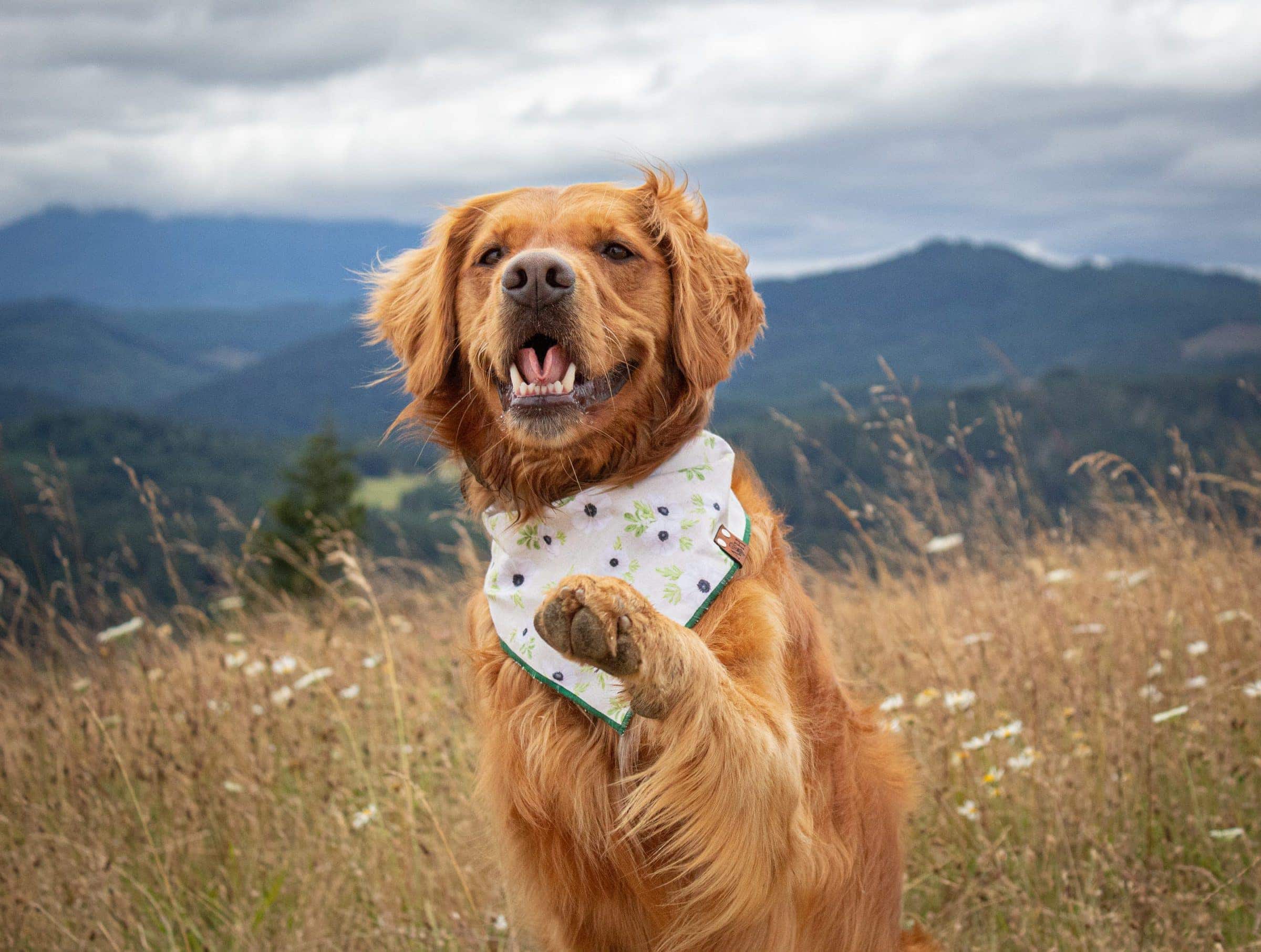 Golden retriever cream floral dog bandana