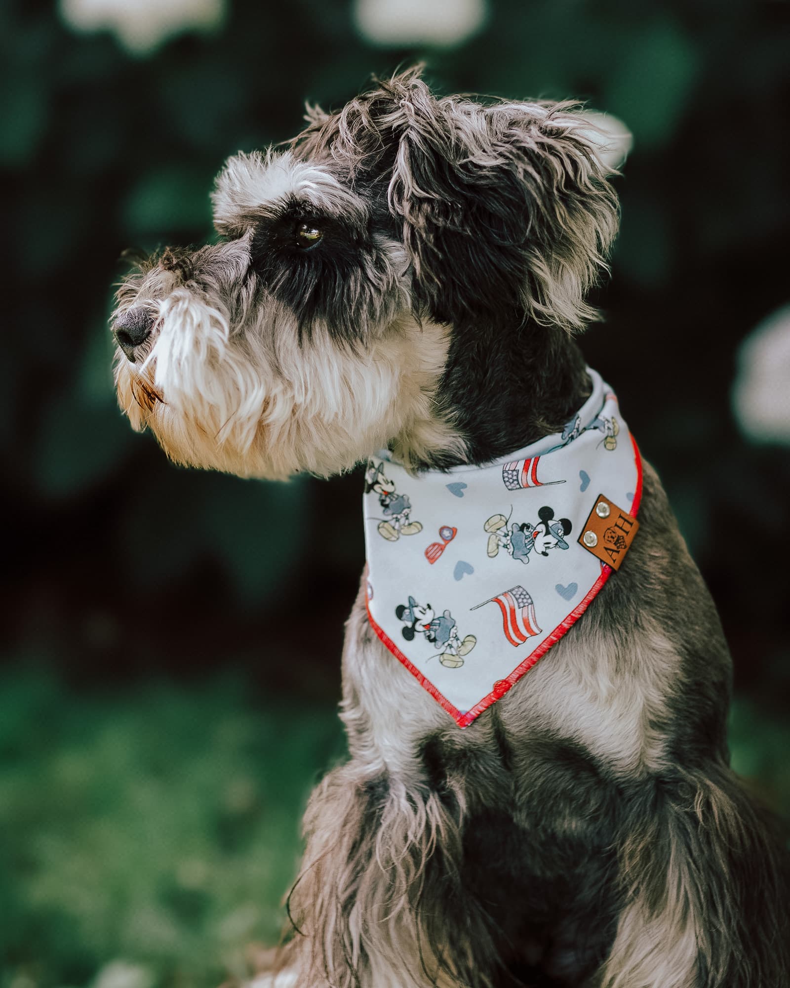 Shnauzer wearing a patriotic 4th of July dog bandana