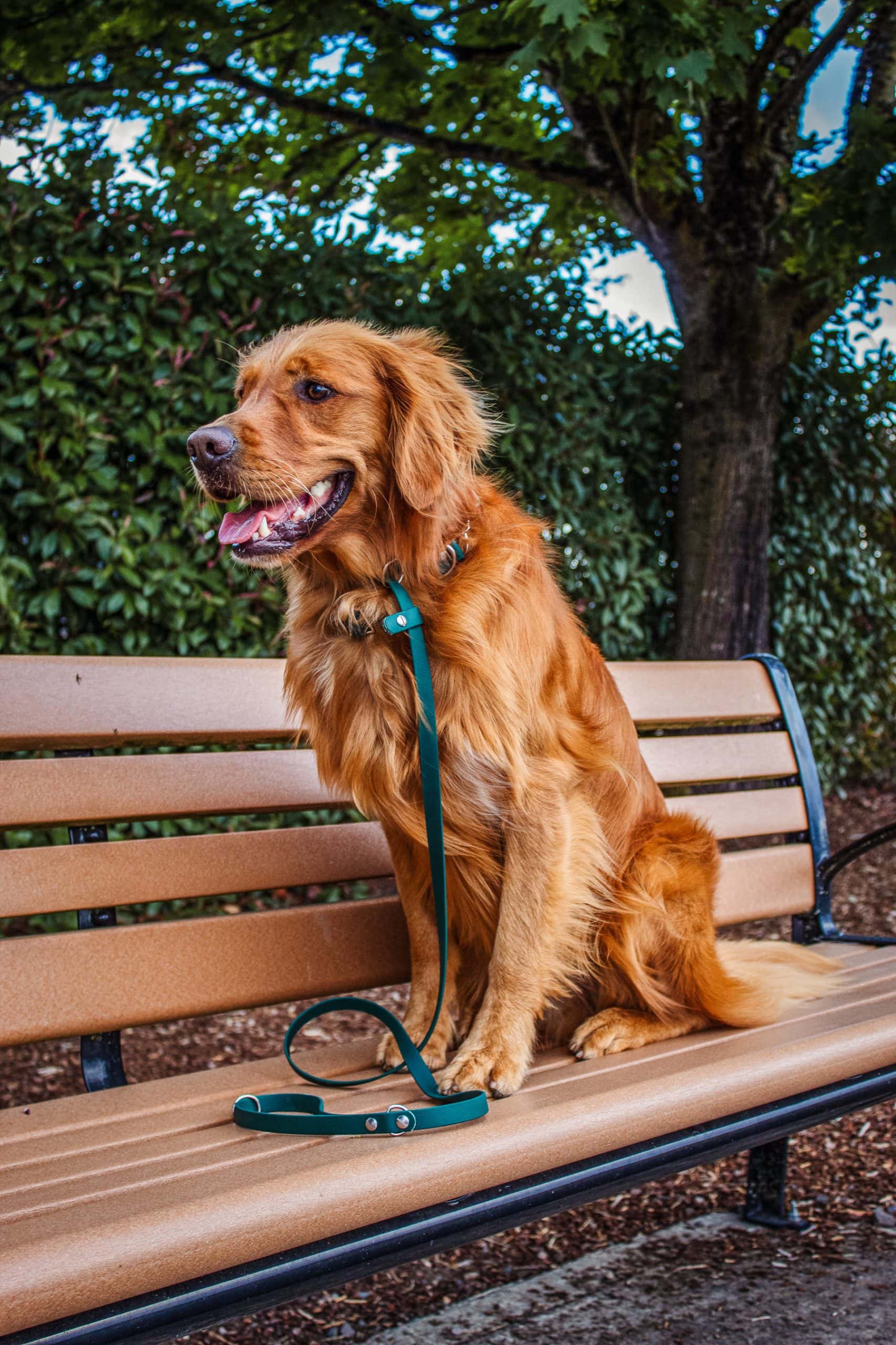 Golden retriever green biothane slip dog leash