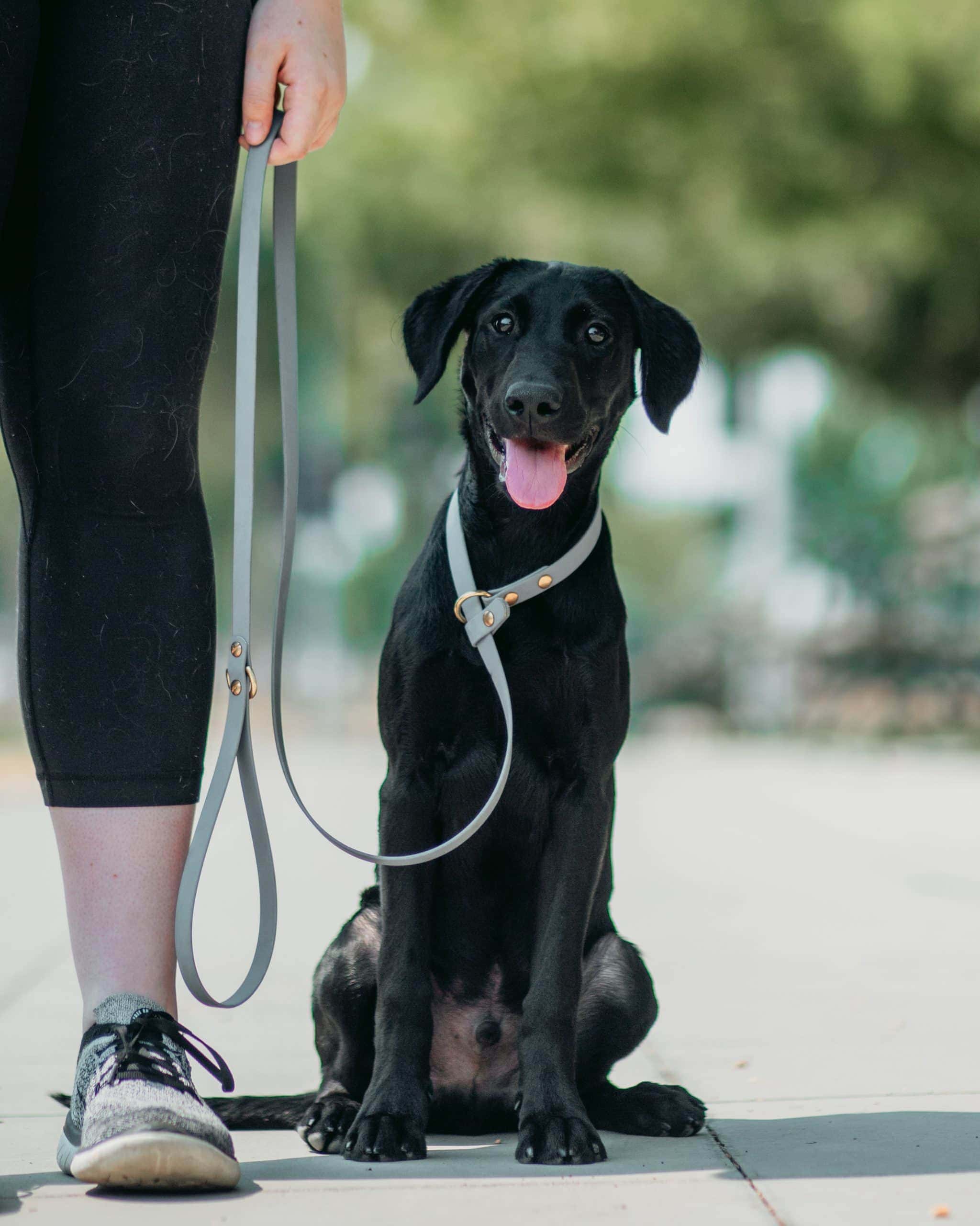 Black lab puppy with owner wearing biothane slip dog leash slip lead