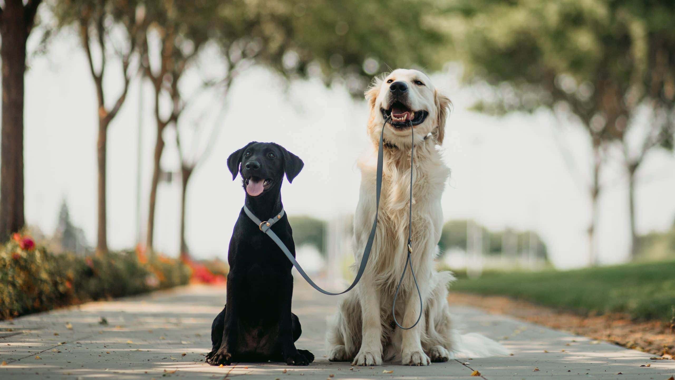 Black lab puppy and golden retriever with biothane slip leash