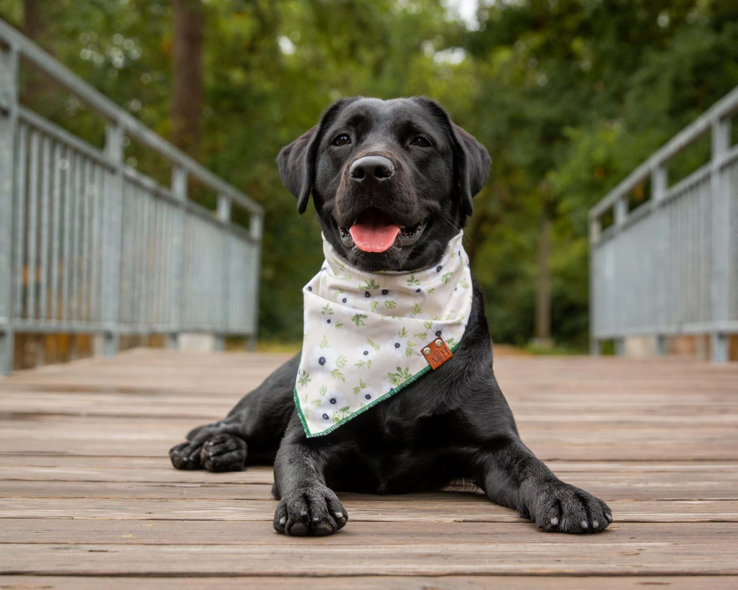 Black lab wearing a floral cream dog bandana
