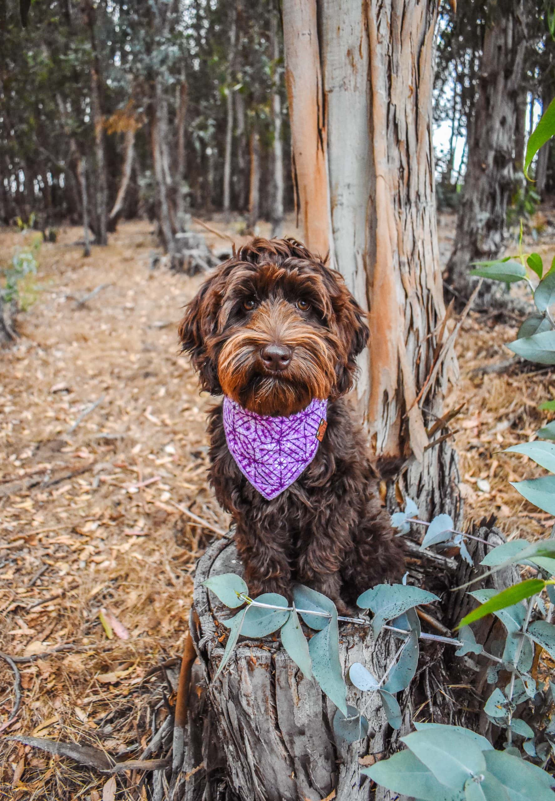 Labradoodle wearing a purple tie dye dog bandana